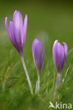 Wilde herfsttijloos (Colchicum autumnale) 