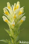 Field Cow-wheat (Melampyrum arvense)