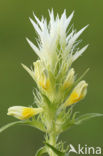 Field Cow-wheat (Melampyrum arvense)