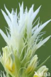 Field Cow-wheat (Melampyrum arvense)