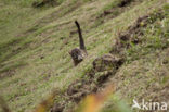 White-nosed Coati (Nasua narica)