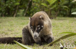 White-nosed Coati (Nasua narica)