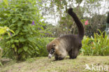 White-nosed Coati (Nasua narica)