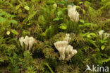 Witte koraalzwam (Clavulina coralloides)