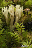 Witte koraalzwam (Clavulina coralloides)