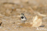 Witte Kwikstaart (Motacilla alba)