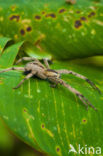 Wolf spider (Lycosa gulosa)