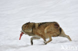 Grey Wolf (Canis lupus)