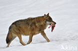 Grey Wolf (Canis lupus)