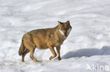 Grey Wolf (Canis lupus)
