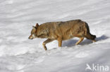 Grey Wolf (Canis lupus)