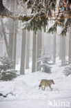 Grey Wolf (Canis lupus)