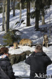 Grey Wolf (Canis lupus)