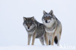 Grey Wolf (Canis lupus)