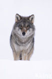 Grey Wolf (Canis lupus)
