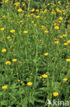 Woolly Buttercup (Ranunculus lanuginosus)