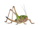 Wart-biter (Decticus verrucivorus)