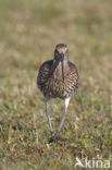 Eurasian Curlew (Numenius arquata) 