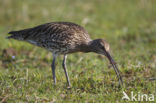 Eurasian Curlew (Numenius arquata) 