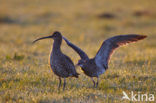 Eurasian Curlew (Numenius arquata) 