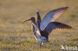 Eurasian Curlew (Numenius arquata) 