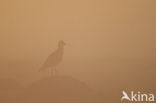 Eurasian Curlew (Numenius arquata) 