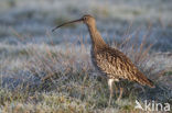 Eurasian Curlew (Numenius arquata) 