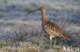 Eurasian Curlew (Numenius arquata) 