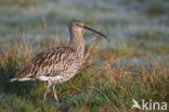 Eurasian Curlew (Numenius arquata) 