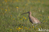 Eurasian Curlew (Numenius arquata) 