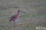 Eurasian Curlew (Numenius arquata) 