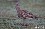 Eurasian Curlew (Numenius arquata) 