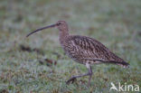 Eurasian Curlew (Numenius arquata) 