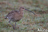 Eurasian Curlew (Numenius arquata) 