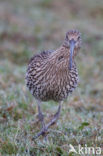 Eurasian Curlew (Numenius arquata) 