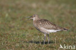 Eurasian Curlew (Numenius arquata) 