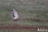 Eurasian Curlew (Numenius arquata) 