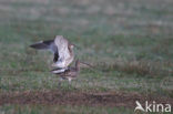 Eurasian Curlew (Numenius arquata) 