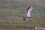 Eurasian Curlew (Numenius arquata) 