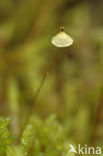 yellow moosedung moss (Splachnum luteum)