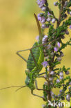 Zadelsprinkhaan (Ephippiger ephippiger) 