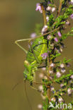 Zadelsprinkhaan (Ephippiger ephippiger) 