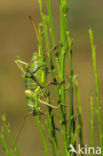 Saddle-backed Bush-cricket (Ephippiger ephippiger)