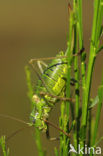 Zadelsprinkhaan (Ephippiger ephippiger) 