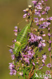 Saddle-backed Bush-cricket (Ephippiger ephippiger)