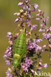 Zadelsprinkhaan (Ephippiger ephippiger) 