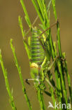 Saddle-backed Bush-cricket (Ephippiger ephippiger)