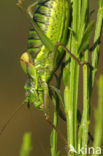 Saddle-backed Bush-cricket (Ephippiger ephippiger)