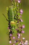 Saddle-backed Bush-cricket (Ephippiger ephippiger)