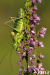 Zadelsprinkhaan (Ephippiger ephippiger) 